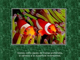 Somos como peces de mares profundos, si salimos a la superficie reventamos. 