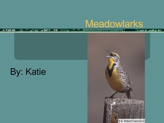 Meadowlarks By: Katie 