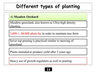 Meadow-grassland, also known as Ultra-high density
planting.
Heavy use of growth regulators as well as pruning
Plants intended to produce yield after 2 years age.
5,000-1, 00,000 plants/ha in order to maintain tree form
Sever top pruning is practiced similar to mowing of
grassland.
4) Meadow Orchard
Different types of planting
14
 