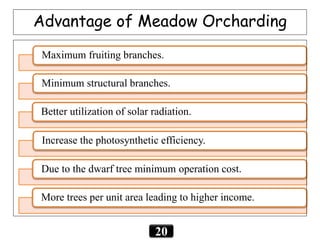 Maximum fruiting branches.
Minimum structural branches.
Better utilization of solar radiation.
Increase the photosynthetic efficiency.
Due to the dwarf tree minimum operation cost.
More trees per unit area leading to higher income.
Advantage of Meadow Orcharding
20
 