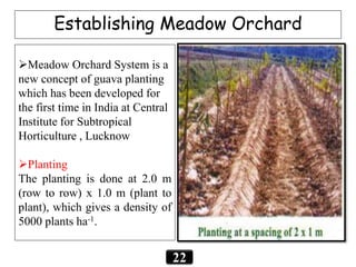 22
Establishing Meadow Orchard
Meadow Orchard System is a
new concept of guava planting
which has been developed for
the first time in India at Central
Institute for Subtropical
Horticulture , Lucknow
Planting
The planting is done at 2.0 m
(row to row) x 1.0 m (plant to
plant), which gives a density of
5000 plants ha-1.
 