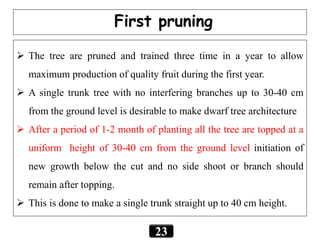 23
First pruning
 The tree are pruned and trained three time in a year to allow
maximum production of quality fruit during the first year.
 A single trunk tree with no interfering branches up to 30-40 cm
from the ground level is desirable to make dwarf tree architecture
 After a period of 1-2 month of planting all the tree are topped at a
uniform height of 30-40 cm from the ground level initiation of
new growth below the cut and no side shoot or branch should
remain after topping.
 This is done to make a single trunk straight up to 40 cm height.
 