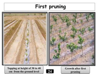 24
First pruning
Growth after first
pruning
Topping at height of 30 to 40
cm from the ground level
 