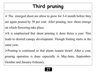 27
Third pruning
 The emerged shoot are allow to grow for 3-4 month before they
are again pruned by 50 per cent. After pruning, new shoot emerge
on which flowering take place.
It is emphasized that shoot pruning is done thrice a year. This
leads to desired canopy development. Though fruiting starts in the
same year.
Pruning is continued so that plants remain dwarf. After a year,
pruning operation is done especially in May-June, September-
October and January-February.
 