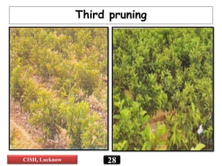 28
Third pruning
CISH, Lucknow
 