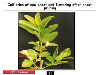 Initiation of new shoot and flowering after shoot
pruning
29CISH, Lucknow
 