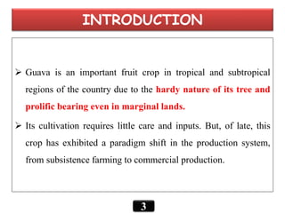 INTRODUCTION
 Guava is an important fruit crop in tropical and subtropical
regions of the country due to the hardy nature of its tree and
prolific bearing even in marginal lands.
 Its cultivation requires little care and inputs. But, of late, this
crop has exhibited a paradigm shift in the production system,
from subsistence farming to commercial production.
3
 