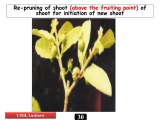 Re-pruning of shoot (above the fruiting point) of
shoot for initiation of new shoot
30CISH, Lucknow
 