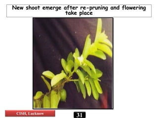 New shoot emerge after re-pruning and flowering
take place
31CISH, Lucknow
 