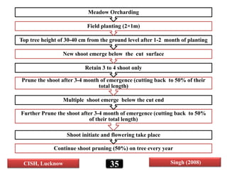 Continue shoot pruning (50%) on tree every year
Shoot initiate and flowering take place
Further Prune the shoot after 3-4 month of emergence (cutting back to 50%
of their total length)
Multiple shoot emerge below the cut end
Prune the shoot after 3-4 month of emergence (cutting back to 50% of their
total length)
Retain 3 to 4 shoot only
New shoot emerge below the cut surface
Top tree height of 30-40 cm from the ground level after 1-2 month of planting
Field planting (2×1m)
Meadow Orcharding
35 Singh (2008)CISH, Lucknow
 