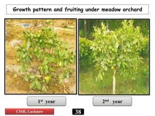 38
Growth pattern and fruiting under meadow orchard
1st year 2nd year
CISH, Lucknow
 