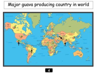 4
Major guava producing country in world
 