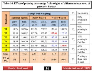 Treatment
Average fruit weight (g)
Summer Season Rainy Season Winter Season
2009-
2010
2010-
2011
2009-
2010
2010-
2011
2009-
2010
2010-
2011
T1 119.76 102.06 113.72 99.22 136.68 108.25
T2 130.51 108.82 117.50 107.12 157.66 122.32
T3 131.85 110.02 119.32 105.36 142.03 119.45
T4 128.59 103.36 120.21 110.20 153.57 129.94
T5 131.38 106.77 118.40 115.23 150.74 130.01
T6 135.15 117.06 117.21 105.03 106.68 110.60
SEm 4.72 7.72 2.54 6.07 8.17 3.72
CD at
5%
NS NS NS NS 19.86 9.04
Table 14. Effect of pruning on average fruit weight of different season crop of
guava cv. Sardar.
T1 No pruning
T2
80%
pruning in
May
T3
60%
pruning in
May
T4
80%
pruning in
October
T5
60%
pruning in
October
T6
Pruning at
three time
in year
56Ranchi, Jharkhand Maheta Sarita et al. (2013)
 