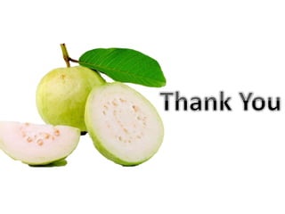 Meadow orchrad in_guava