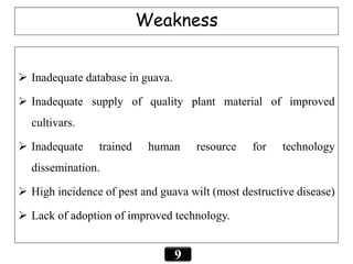 Weakness
9
 Inadequate database in guava.
 Inadequate supply of quality plant material of improved
cultivars.
 Inadequate trained human resource for technology
dissemination.
 High incidence of pest and guava wilt (most destructive disease)
 Lack of adoption of improved technology.
 
