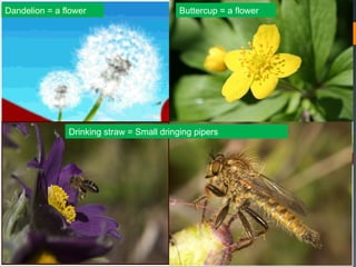 Dandelion = a flower                       Buttercup = a flower




               Drinking straw = Small dringing pipers
 