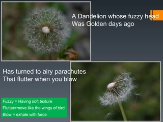 A Dandelion whose fuzzy head
                                      Was Golden days ago




Has turned to airy parachutes
That flutter when you blow


Fuzzy = Having soft texture
Flutter=move like the wings of bird
Blow = exhale with force
 