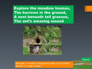 Explore the meadow houses,
The burrows in the ground,
A nest beneath tall grasses,
The ant’s amazing mound




                                                    mound
Burrows = A whole in the ground made by an animal
Mound = A pile of earth
 