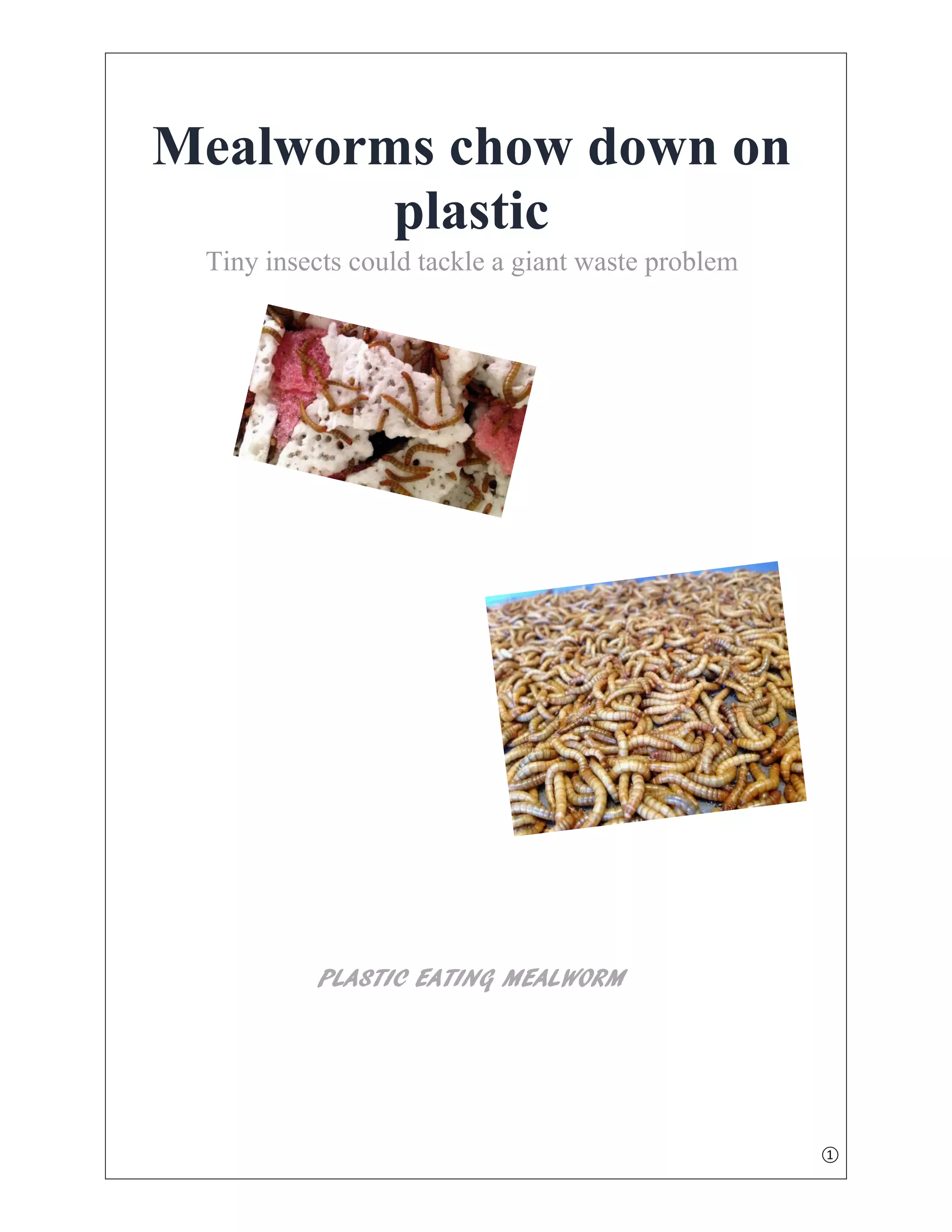 Mealworms chow down on plastic PDF