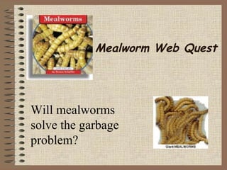 Mealworm Web Quest
Will mealworms
solve the garbage
problem?
 