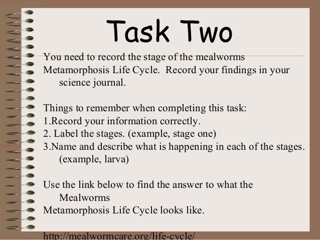 Mealworm WebQuest