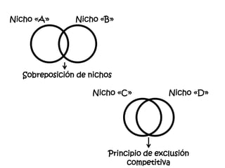 Nicho «B» Nicho «A» Sobreposición de nichos Nicho «D» Nicho «C» Principio de exclusión competitiva  
