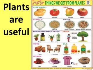 Plants
are
useful
 