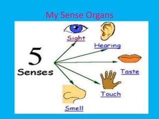 My Sense Organs
 