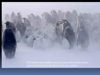 Eles também me ensinaram que as companhias certas tornam
superáveis obstáculos que eu não venceria sozinho...
 