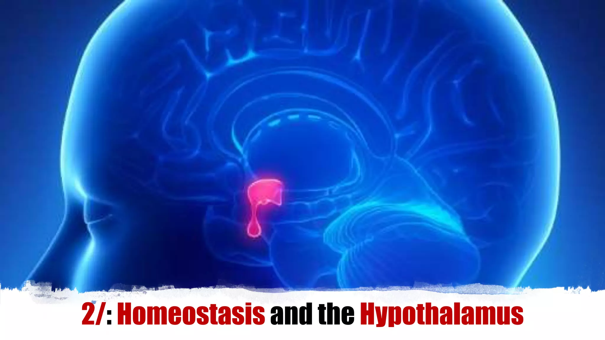2/: Homeostasis and the Hypothalamus
 