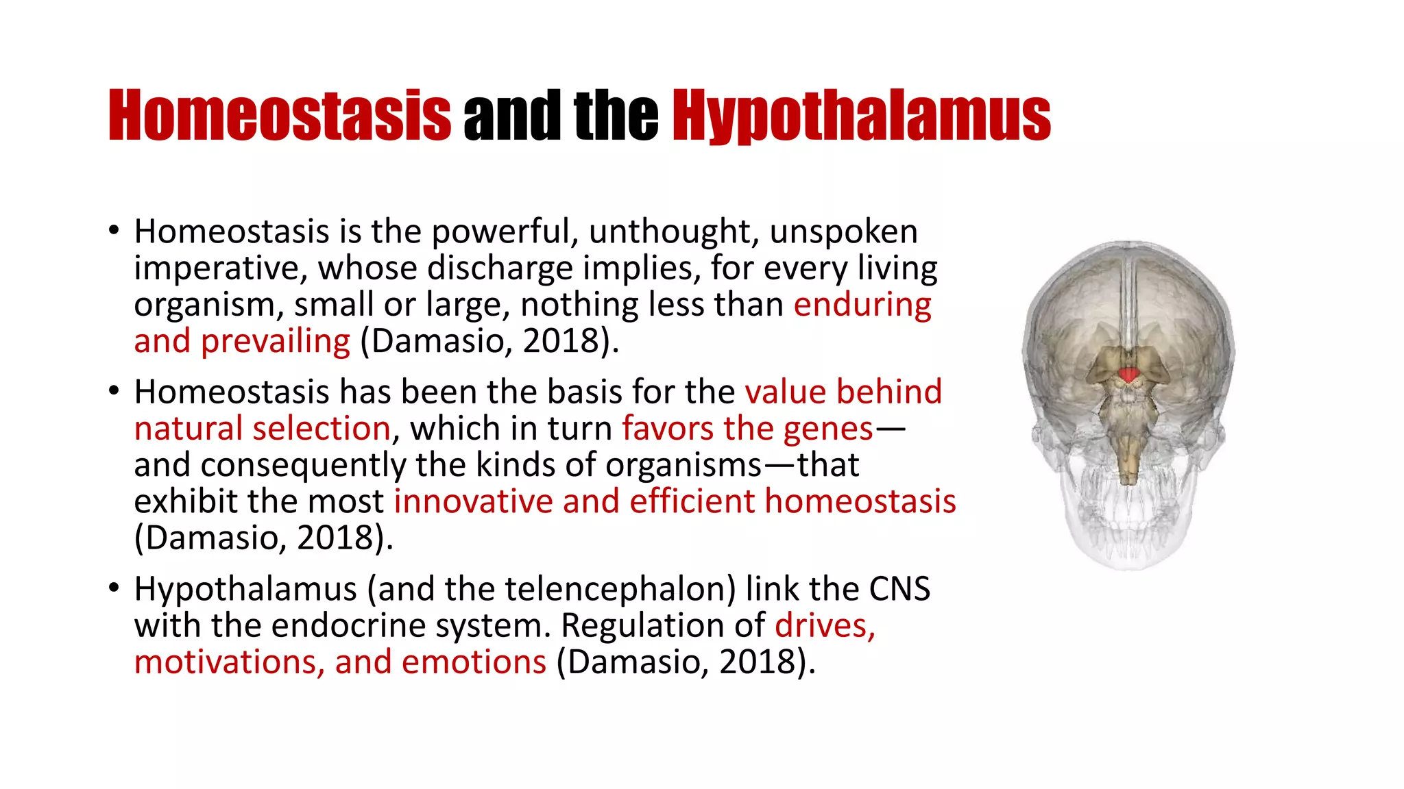 Homeostasis and the Hypothalamus
• Homeostasis is the powerful, unthought, unspoken
imperative, whose discharge implies, for every living
organism, small or large, nothing less than enduring
and prevailing (Damasio, 2018).
• Homeostasis has been the basis for the value behind
natural selection, which in turn favors the genes—
and consequently the kinds of organisms—that
exhibit the most innovative and efficient homeostasis
(Damasio, 2018).
• Hypothalamus (and the telencephalon) link the CNS
with the endocrine system. Regulation of drives,
motivations, and emotions (Damasio, 2018).
 