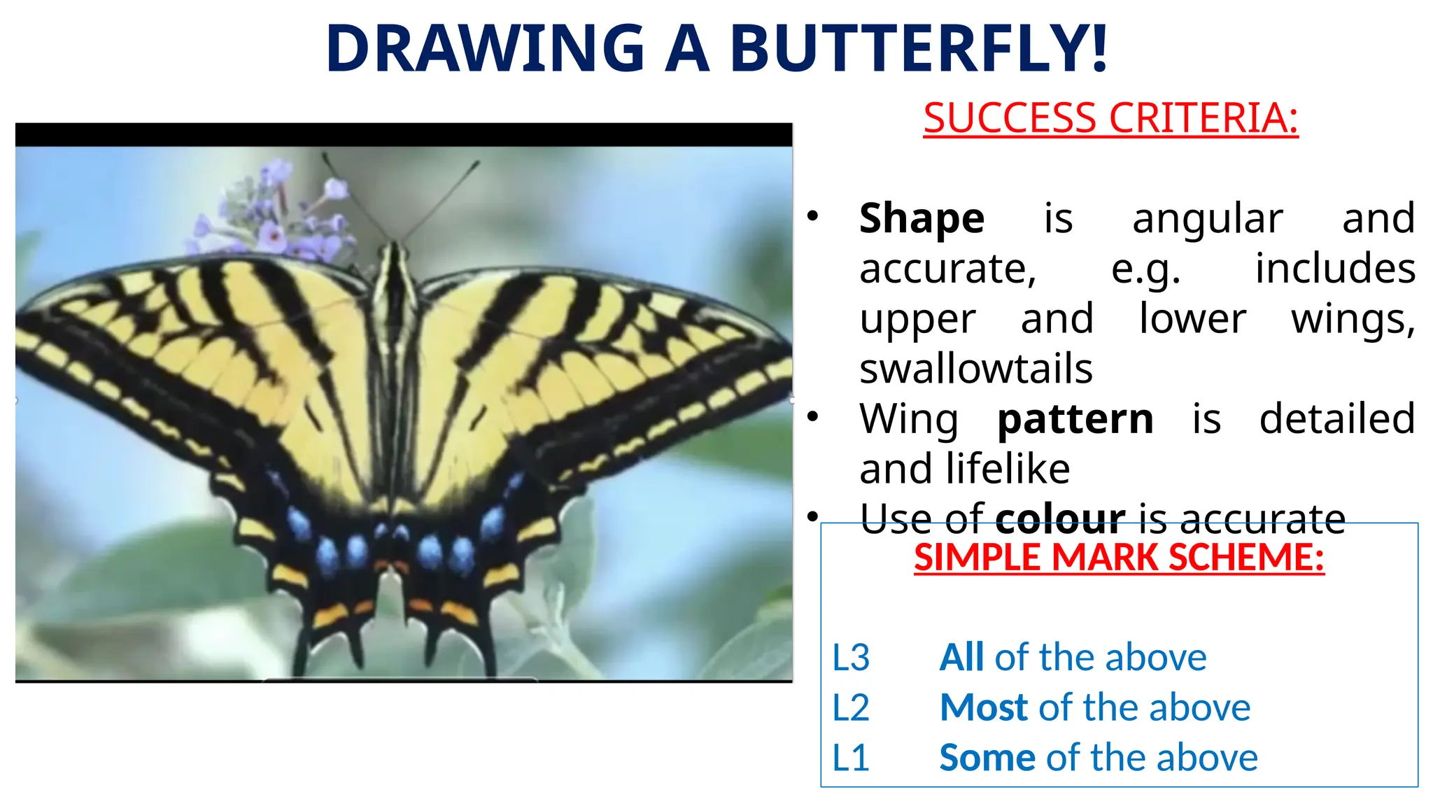 SUCCESS CRITERIA:
• Shape is angular and
accurate, e.g. includes
upper and lower wings,
swallowtails
• Wing pattern is detailed
and lifelike
• Use of colour is accurate
DRAWING A BUTTERFLY!
SIMPLE MARK SCHEME:
L3 All of the above
L2 Most of the above
L1 Some of the above
 