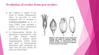Evolution of ovules from pre-ovules:
 The evidence in support of the
fusion of telomes (integumentary
lobes) of pre-ovules to form
integument with its micropyle is
well-documented by A. G.
Long (1966). Long described a
number of Lower Carboniferous
pre-ovules from Scotland.
 In Genomosperma kidstoni, the
integument is represented by a ring
of eight unfused telomes
surrounding a centrally placed
megasporangium. Further fusion
took place in Genomosperma
latenswhere eight syntelomes are
fused from the base distally for
about one- third of their.
 