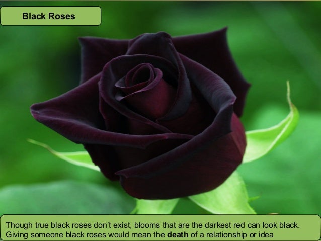 Meaning of the colors of roses Meaning of the colors of roses
