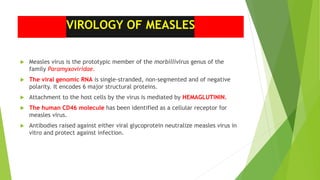 VIROLOGY OF MEASLES
 Measles virus is the prototypic member of the morbillivirus genus of the
family Paramyxoviridae.
 The viral genomic RNA is single-stranded, non-segmented and of negative
polarity. It encodes 6 major structural proteins.
 Attachment to the host cells by the virus is mediated by HEMAGLUTININ.
 The human CD46 molecule has been identified as a cellular receptor for
measles virus.
 Antibodies raised against either viral glycoprotein neutralize measles virus in
vitro and protect against infection.
 
