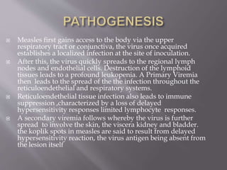  Measles first gains access to the body via the upper
respiratory tract or conjunctiva, the virus once acquired
establishes a localized infection at the site of inoculation.
 After this, the virus quickly spreads to the regional lymph
nodes and endothelial cells. Destruction of the lymphoid
tissues leads to a profound leukopenia. A Primary Viremia
then leads to the spread of the the infection throughout the
reticuloendethelial and respiratory systems.
 Reticuloendethelial tissue infection also leads to immune
suppression ,characterized by a loss of delayed
hypersensitivity responses limited lymphocyte responses.
 A secondary viremia follows whereby the virus is further
spread to involve the skin, the viscera kidney and bladder.
the koplik spots in measles are said to result from delayed
hypersensitivity reaction, the virus antigen being absent from
the lesion itself
 