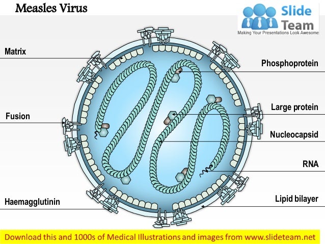 Measles virus medical images for power point