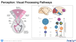 Perception: Visual Processing Pathways
0191 704 2045 | analyt.co.uk | info@analyt.co.uk | @analytdata
 