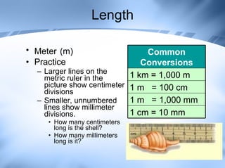 Length Meter   (m) Practice Larger lines on the metric ruler in the picture show centimeter divisions Smaller, unnumbered lines show millimeter divisions. How many centimeters long is the shell?  How many millimeters long is it?  Common Conversions 1 km = 1,000 m 1 m  = 100 cm 1 m  = 1,000 mm 1 cm = 10 mm 