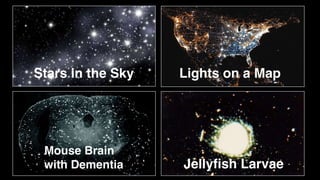 Stars in the Sky Lights on a Map
Mouse Brain
with Dementia Jellyfish Larvae
 