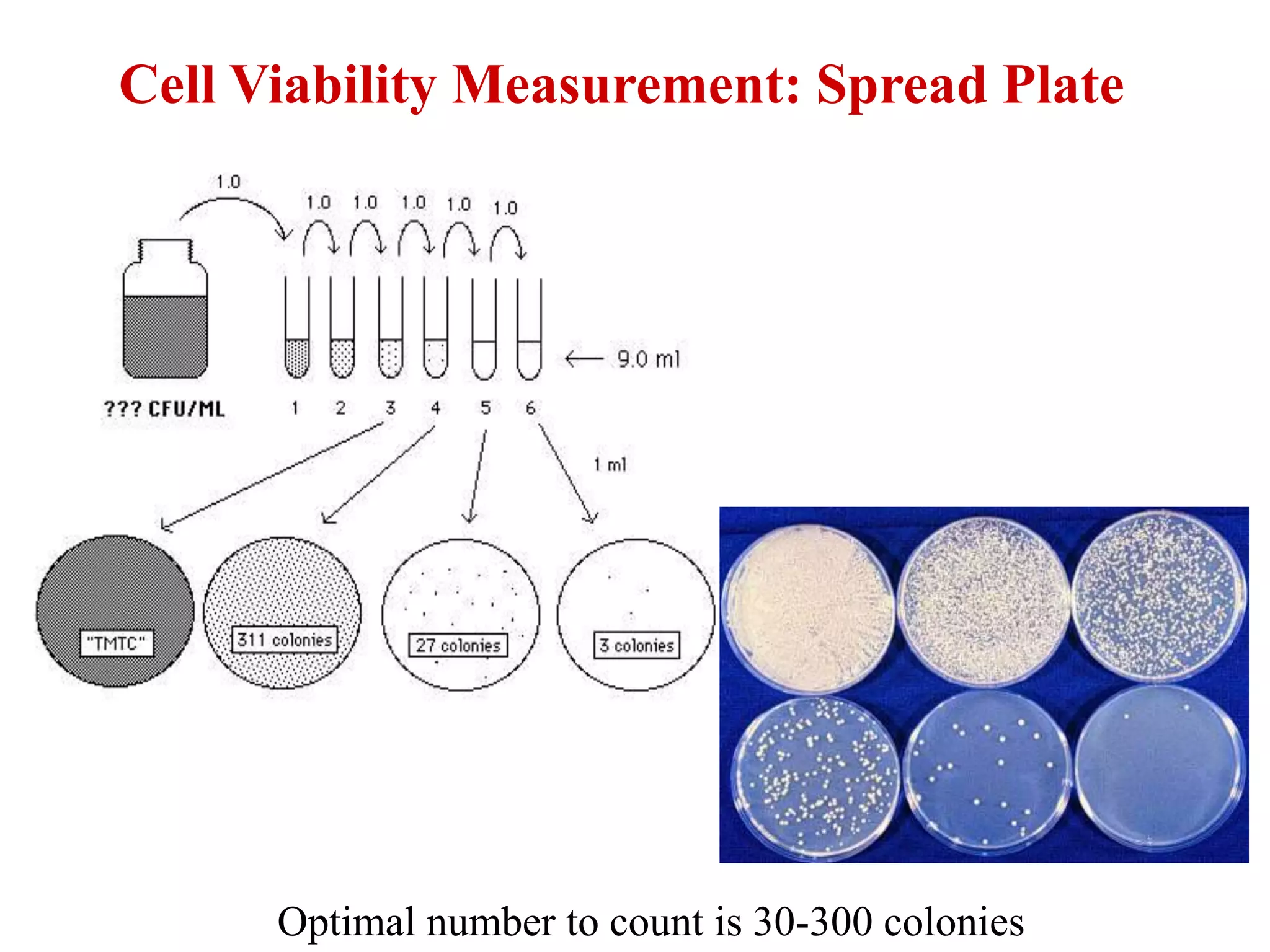 Optimal number to count is 30-300 colonies
Cell Viability Measurement: Spread Plate
 