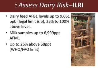 1 Assess Dairy Risk–ILRI
• Dairy feed AFB1 levels up to 9,661
ppb (legal limit is 5), 25% to 100%
above level.
• Milk samples up to 6,999ppt
AFM1
• Up to 26% above 50ppt
(WHO/FAO limit)
 