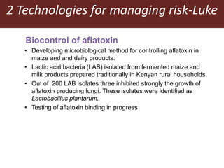 2 Technologies for managing risk-Luke
Biocontrol of aflatoxin
• Developing microbiological method for controlling aflatoxin in
maize and and dairy products.
• Lactic acid bacteria (LAB) isolated from fermented maize and
milk products prepared traditionally in Kenyan rural households.
• Out of 200 LAB isolates three inhibited strongly the growth of
aflatoxin producing fungi. These isolates were identified as
Lactobacillus plantarum.
• Testing of aflatoxin binding in progress
 