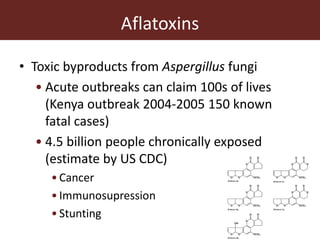 Aflatoxins
• Toxic byproducts from Aspergillus fungi
• Acute outbreaks can claim 100s of lives
(Kenya outbreak 2004-2005 150 known
fatal cases)
• 4.5 billion people chronically exposed
(estimate by US CDC)
•Cancer
•Immunosupression
•Stunting
 