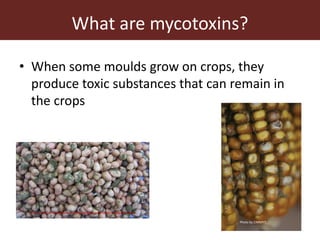 Measuring and mitigating the risk of mycotoxins in maize and dairy products for poor consumers in Kenya