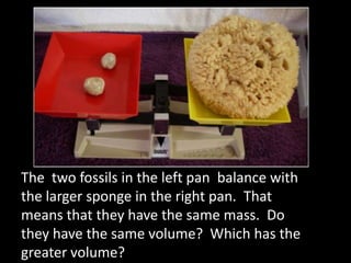 The  two fossils in the left pan  balance with the larger sponge in the right pan.  That means that they have the same mass.  Do they have the same volume?  Which has the greater volume?