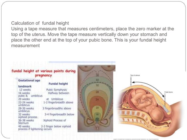 Measuring Of Fundal Height pptx measuring-of-fundal-height-pptx