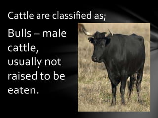 Calves –
young cows
or bulls
prized for
their meat.
Cattle are classified as;
 