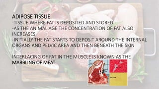 Meat | PPT