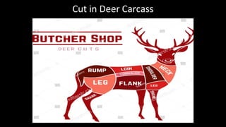 Cut in Deer Carcass
 